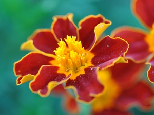 Tagetes, Tagetes