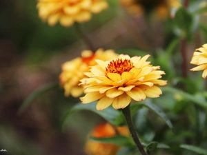 Yellow, Tagetes