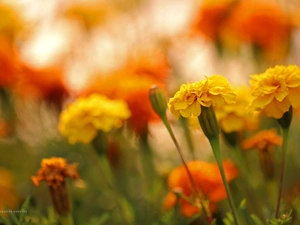 Yellow, Turki, Flowers, Tagetes