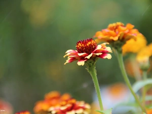 Tagetes, red, Yellow