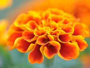 Tagetes