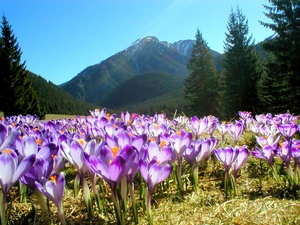 crocuses, Tatras