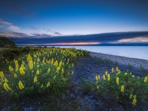 Taupo, New Zeland, Yellow, lupine, Flowers, lake