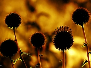 teasel