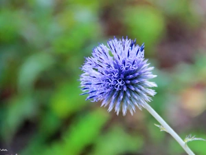 Echinops Ritro