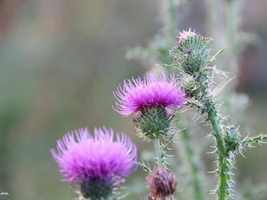 teasel