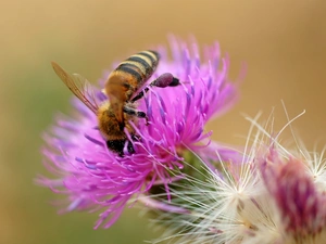 teasel, bee