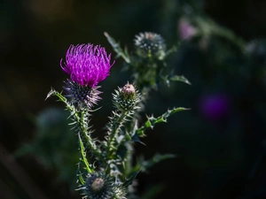 teasel, Buds