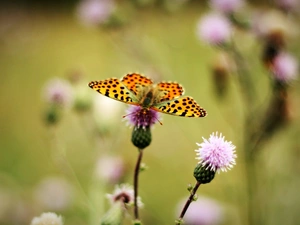 teasel, butterfly