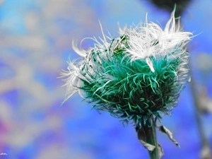 fading, teasel