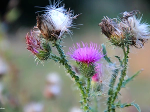 flourishing, teasel