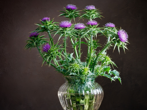 flower, glass, Vase, teasel