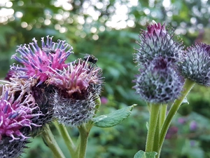 teasel, Flowers