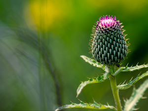 teasel, Leaf