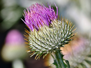 rapprochement, Colourfull Flowers, teasel