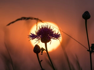 teasel, west, sun