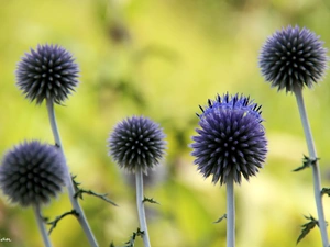 Violet, Echinops Ritro