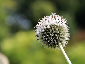 White, teasel