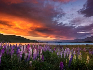 Tekapo Lake, New Zeland, Great Sunsets, Mountains, Meadow, lupine