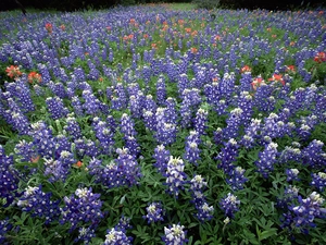 Field, Hill Country, Teksas, Lupin