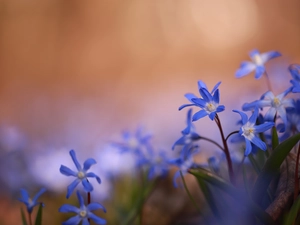 Flowers, Glory of the Snow, Blue