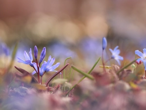 Flowers, Glory of the Snow, Blue