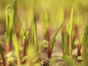 Leaf, lily of the Valley, Buds