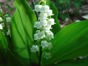 bells, lily of the Valley, leaves