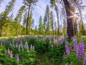 viewes, forest, lupine, rays of the Sun, car in the meadow, trees