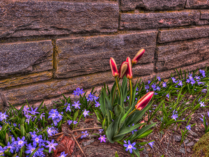 wall, Glory of the Snow, HDR, Tulips