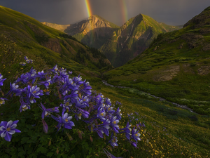 Flowers, Great Rainbows, Colorado, purple, San Juan Mountains, Columbines, The United States