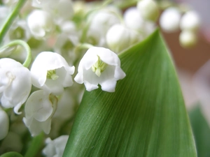 lily of the Valley, The May