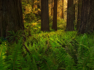 forest, California, viewes, Redwood National Park, The United States, trees, fern