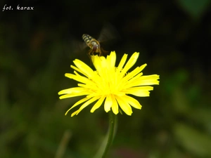 wasp, sow-thistle