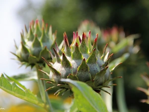 Buds, Thistles