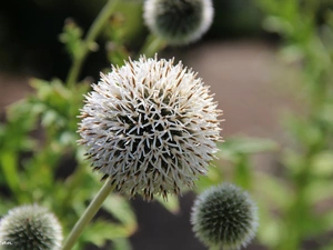 Echinops, White, Colourfull Flowers