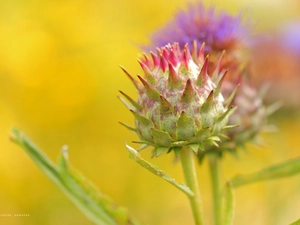 Thistles, Plants