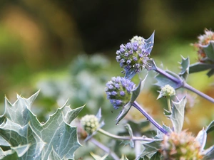 purple, Thistles