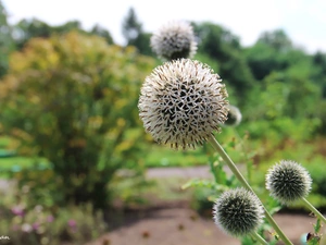 White, Thistles