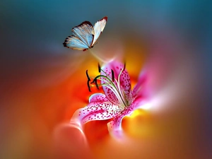 Tiger lily, butterfly