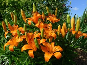 flowerbed, Flowers, tiger Lilies