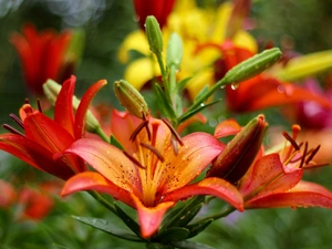 tiger, Orange, lilies