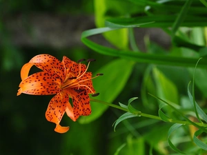 Tiger lily