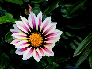 Leaf, Gazania, Two tone