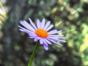 Aster, Tongolski