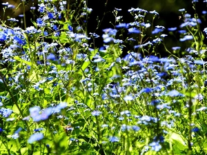 Meadow, tracts, forget-me-not