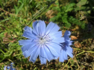 blue, endive, traveller, Colourfull Flowers