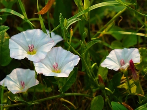 Meadow, Flowers, bindweed