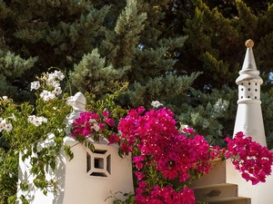 Bougainvillea, viewes, Portugal, trees