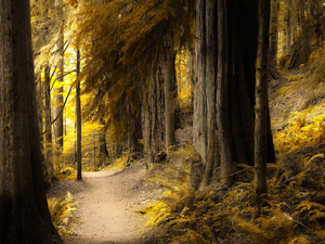 viewes, forest, fern, trees, illuminated, Stems, Way